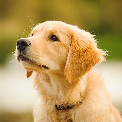 Golden Retriever photo 1