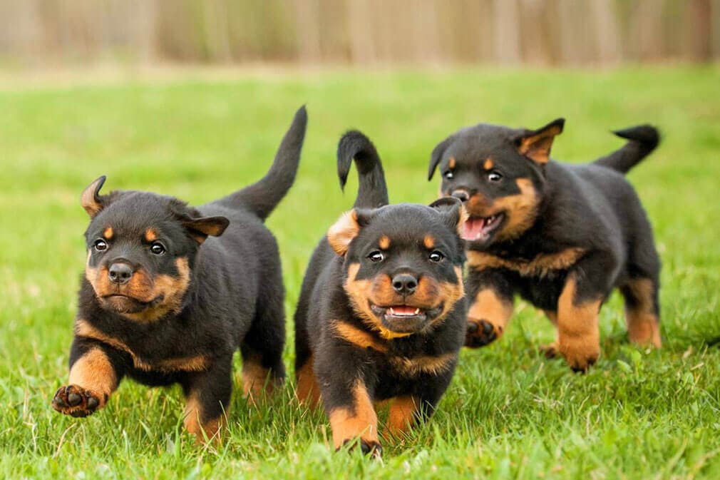 Rottweiler photo 3