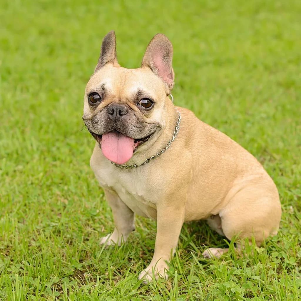 French Bulldog Health Issues: A Comprehensive Guide - Pros and Cons of Owning a French Bulldog