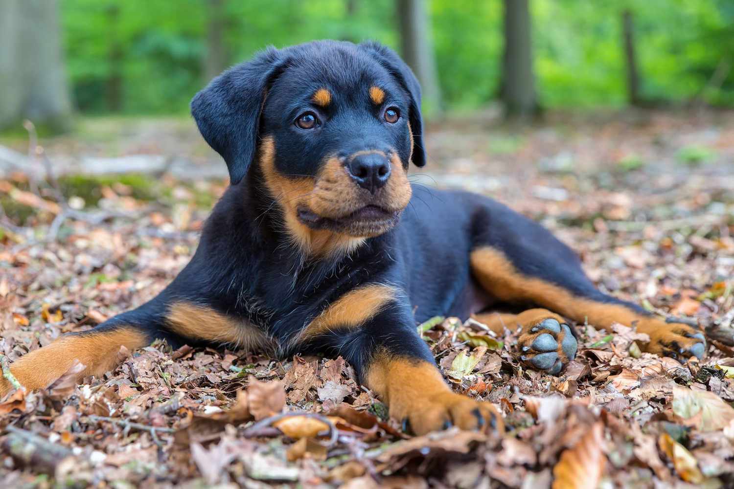 Rottweiler dog breed