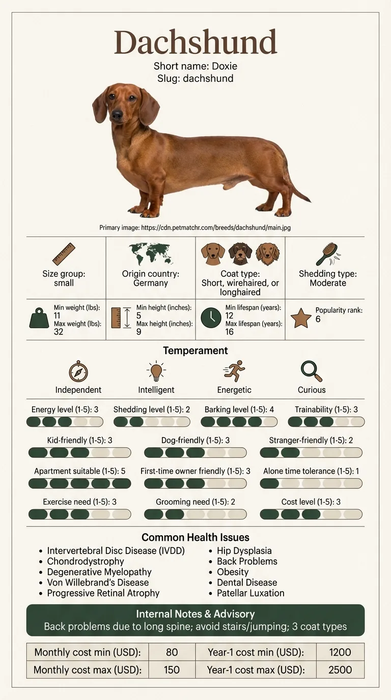 Dachshund Cost in Jackson infographic