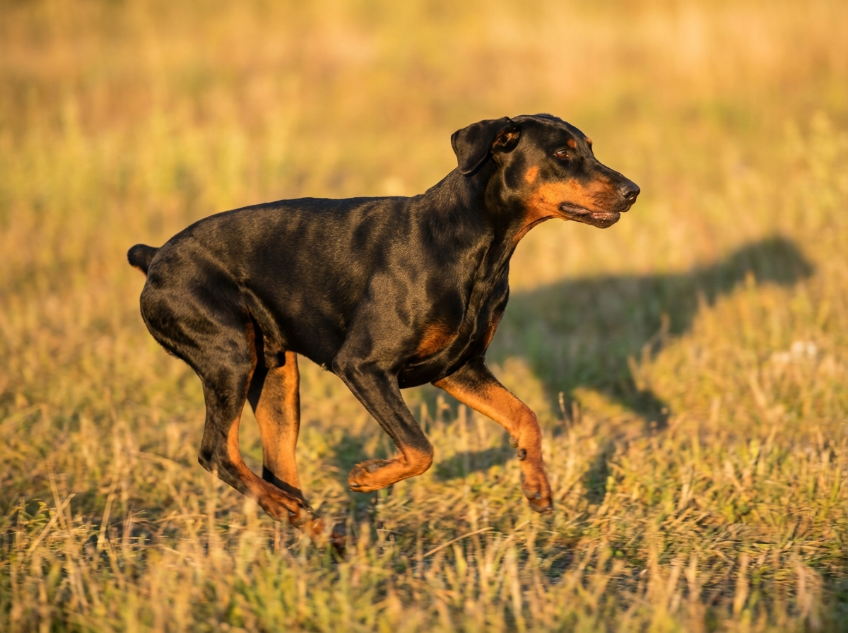 Everything You Need to Know About the Doberman Pinscher Dog Breed - Living Needs of a Doberman Pinscher