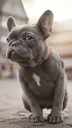Small Dog Names That Are Built to Cut Through Noise, Not Just Look Cute