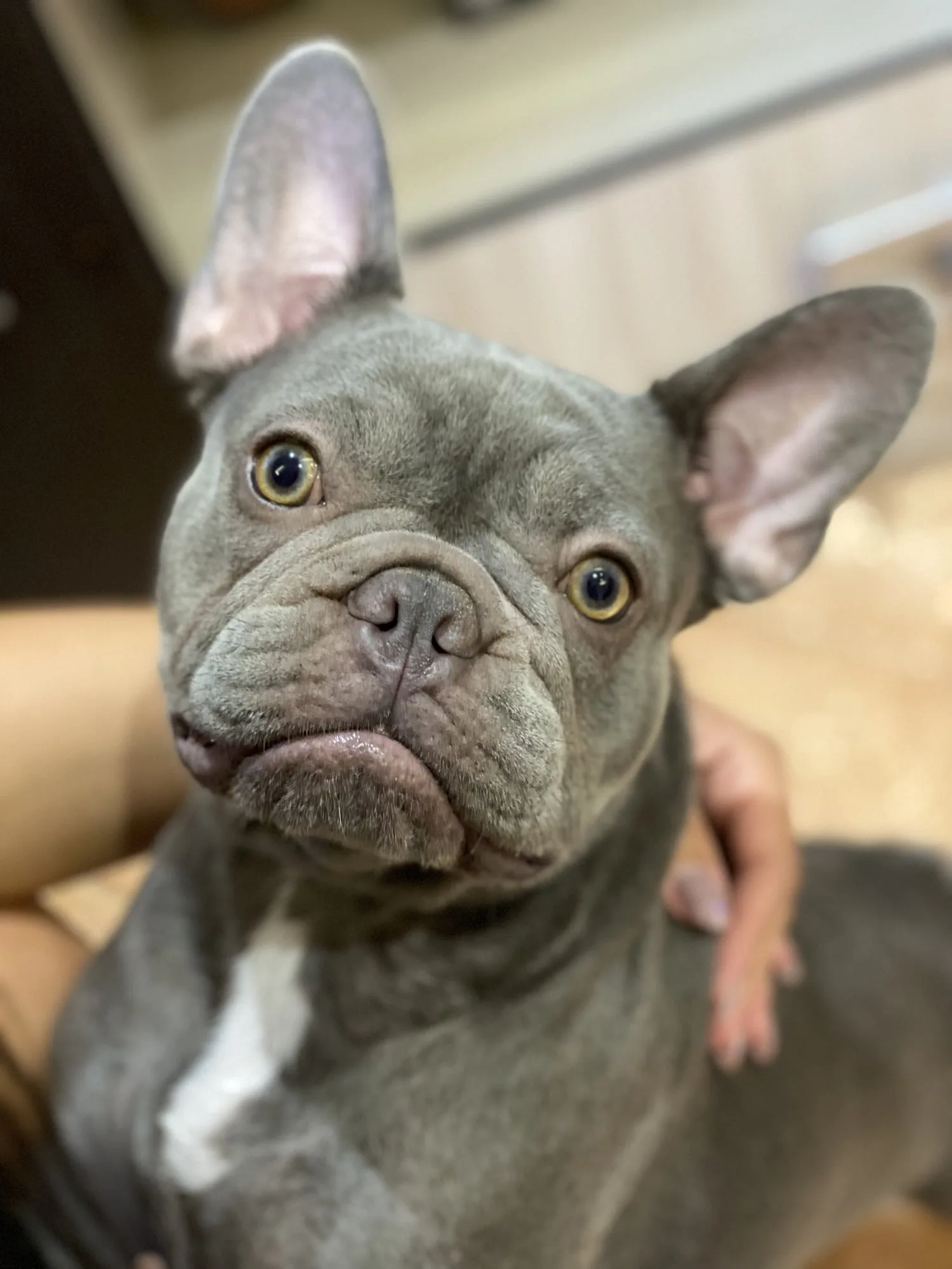 French Bulldog photo 2