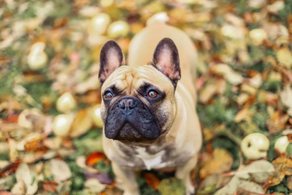 The Best Dog Breed for Apartment Living: Find Your Perfect Match - Examples of Great Apartment Breeds