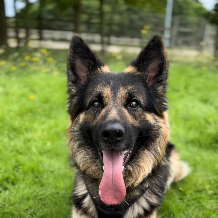 German Dog Names Built for a Working-Dog Naming Tradition