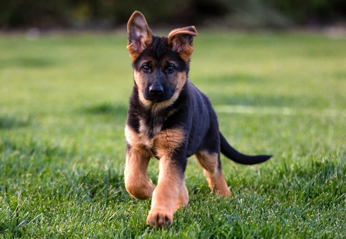 The Best Dog Breed for Guarding: Protect Your Home and Family - Best Guard Dogs That Are Also Family Pets
