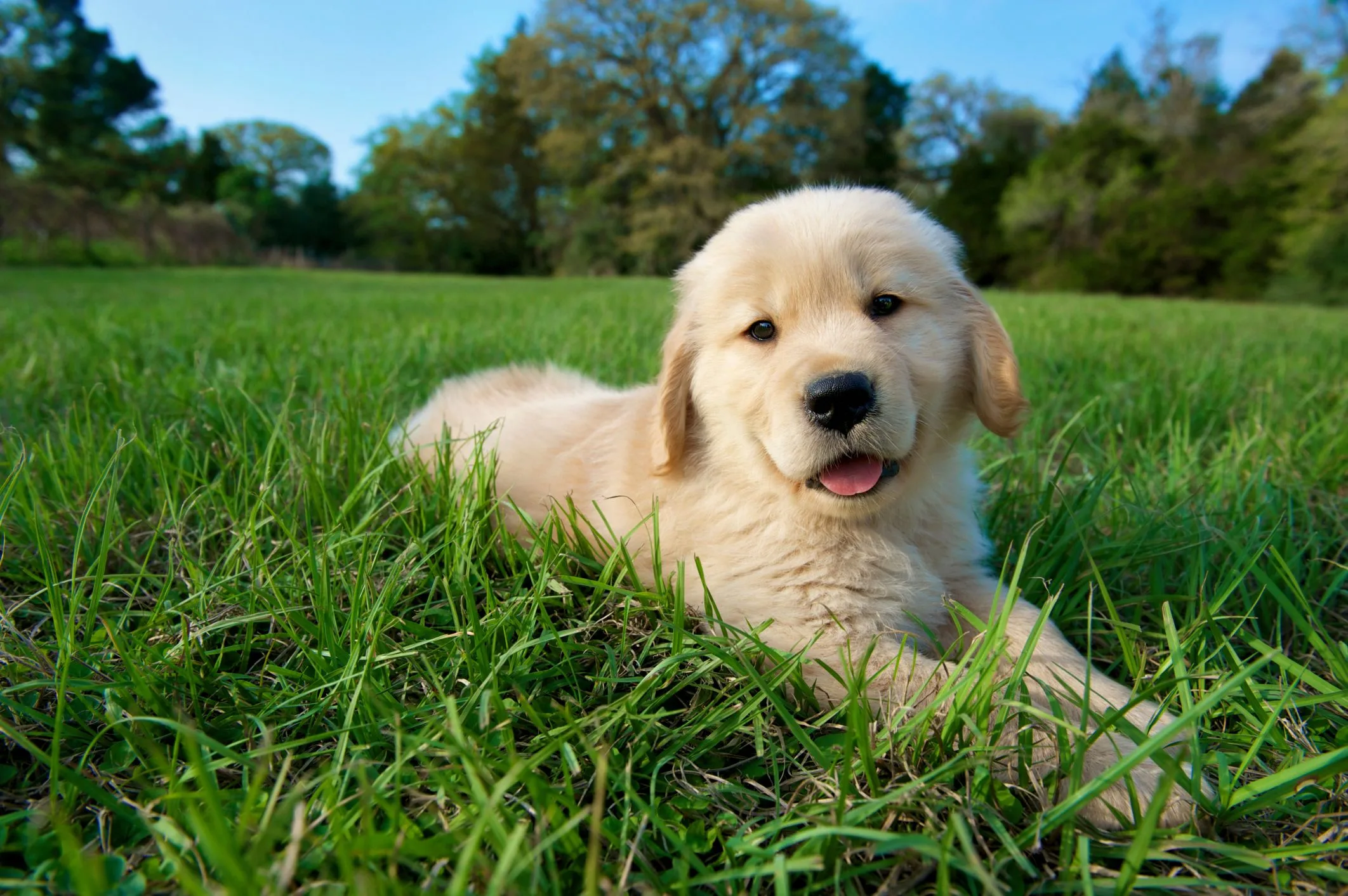 Golden Retriever photo 3