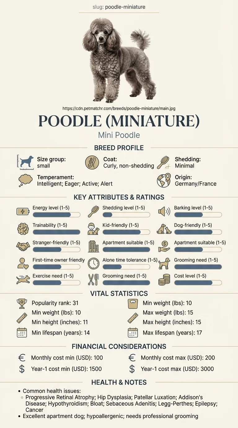 Poodle (Miniature) Cost in Little Rock infographic