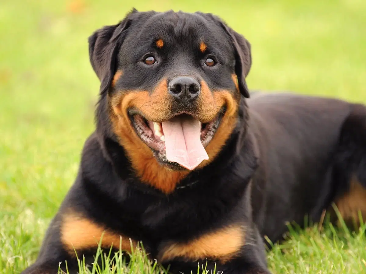 The Best Dog Breed for Guarding: Protect Your Home and Family - Key Traits of Top Guard Dogs
