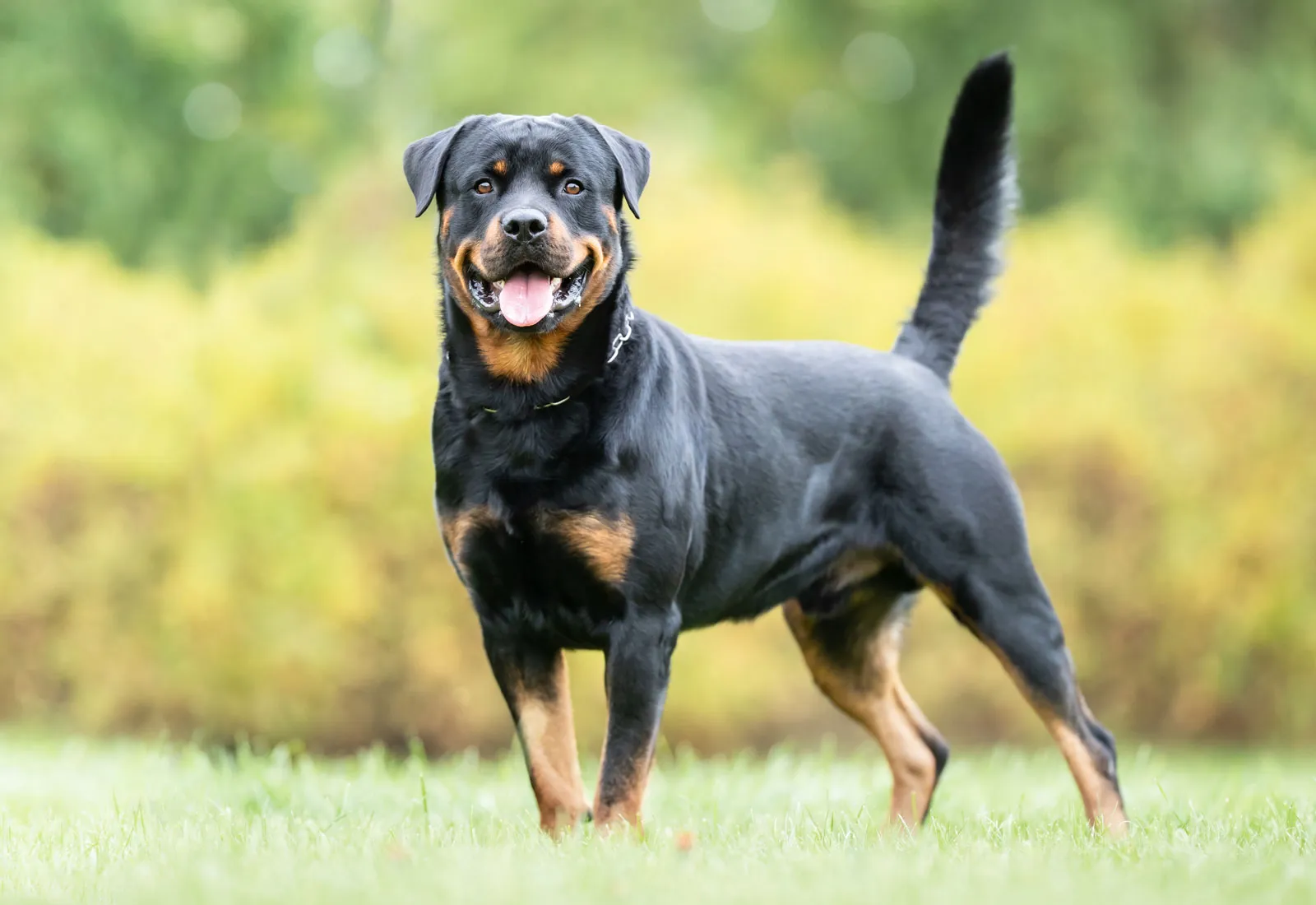 The Best Dog Breed for Guarding: Protect Your Home and Family - Training Your Guard Dog